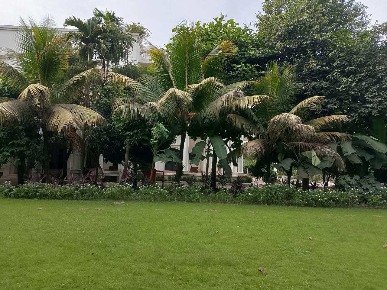 Lawn Palm Trees at Bulbul Event Spaces